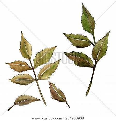 Green Ash Leaves. Leaf Plant Botanical Garden Floral Foliage. Isolated Illustration Element.