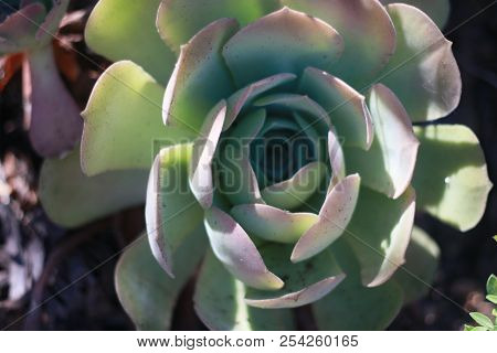 Houseleeks Flower In Blom At Tropical Clima