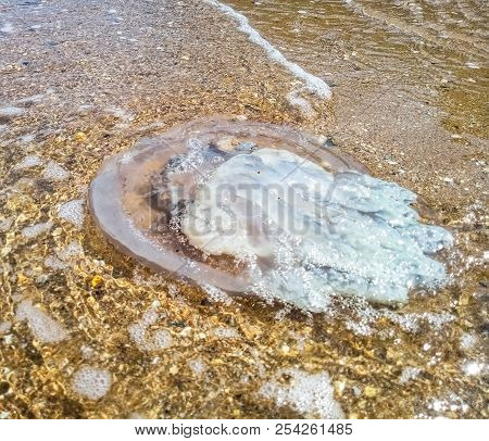 Dead Jellyfish In Shallow Water. Jellyfish Rhizostoma Root Rope, Thrown To The Shore Of The Sea. Dea