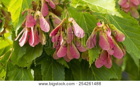 Seed Of Amur Maple, Acer Ginnala. Red Seeds On A Background Of Green Leaves