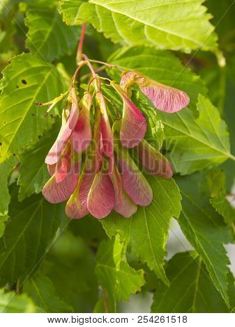 Seed Of Amur Maple, Acer Ginnala. Red Seeds On A Background Of Green Leaves