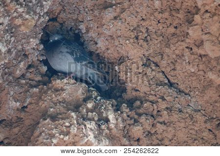 Pigeon In A Hole At Canary Island