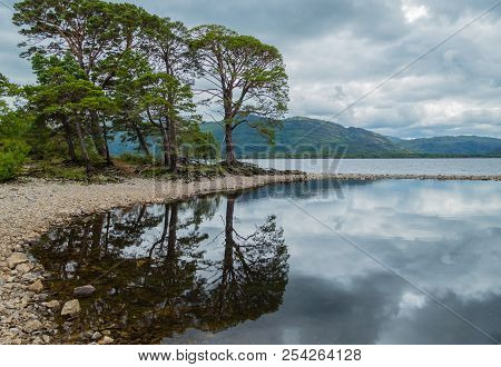 Trees Landscape Lough Leane Killarney National Park