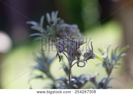 The Alpine Squid, Alpine, Is Also One Of The Most Famous Mountain Flowers. The German Name Edelweiß 