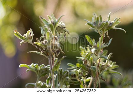 The Alpine Squid, Alpine, Is Also One Of The Most Famous Mountain Flowers. The German Name Edelweiß 