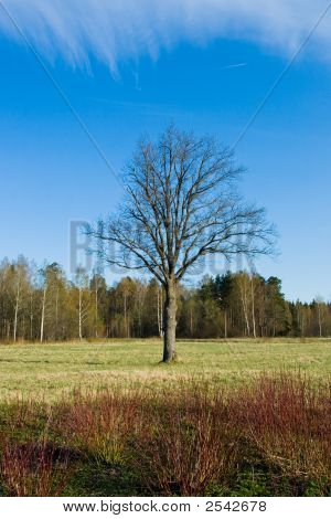 Albero solitario