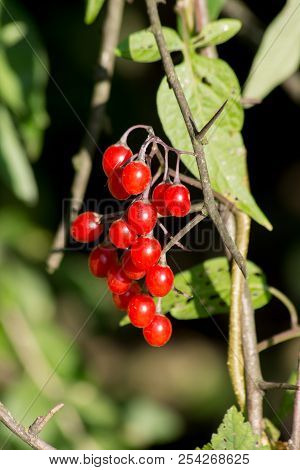 Red Nightshade (solanum Dulcamara) Can Be Used For Healing.
