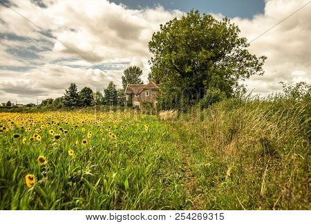 Rural View In Wiltshire In Great Britain.field Of Sunflowers.