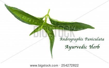 Vegetable And Herb, Kariyat Or Andrographis Paniculata Plants Isolated On White Background. Ayurveda