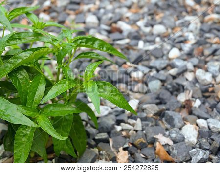 Vegetable And Herb, Kariyat Or Andrographis Paniculata Plants Growing In The Kitchen Garden. Ayurved