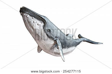 Humpback Whale On An Isolated White Background. 3d Rendering
