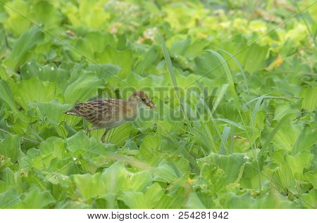 White Browed Crake Bird Of Thailand Beautiful