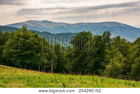 Beech Forest On The Alpine Meadow. Forested Hills And Distant Mountain In Haze. Overcast Summer Weat