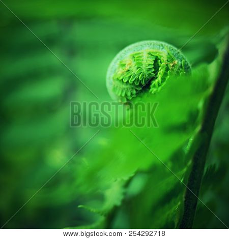 Nephrolepis Exaltata The Sword Fern. Fresh Green Fern Bush In Detail, Looking Into Bush Of Fern In F