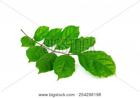 Close Up Green Leaf Of Agasta Dolichandrone Serrulata Isolated On White Background