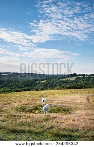 Sheep In Vibrant Summer Landscape In English Countryside Of Ashdown Forest