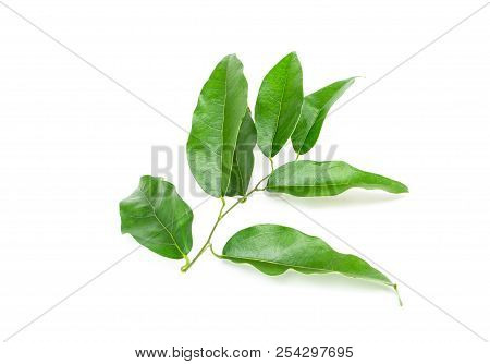 Bai-ya-nang (thai Name) (tiliacora Triandra) Isolated On White Background. Thai Herb