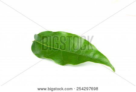 Bai-ya-nang (thai Name) (tiliacora Triandra) Isolated On White Background.