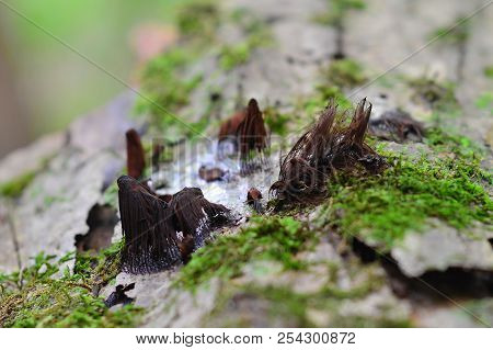 Stemonitis Splendens Slime Mold Known As The Chocolate Tube Slime