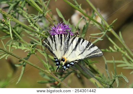 The Scarce Swallowtail It Is Also Called Sail Swallowtail Or Pear-tree Swallowtail.podalirius (latin
