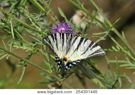 The Scarce Swallowtail It Is Also Called Sail Swallowtail Or Pear-tree Swallowtail.podalirius (latin