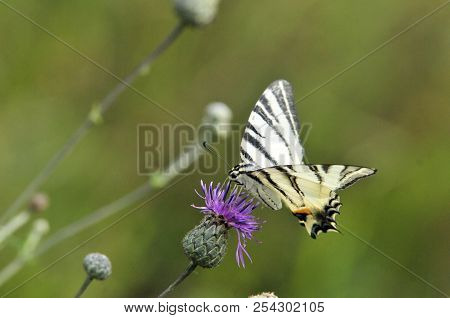The Scarce Swallowtail It Is Also Called Sail Swallowtail Or Pear-tree Swallowtail.podalirius (latin