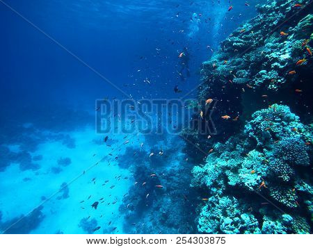 Under The Water, Coral Reef With Plenty Of Fish