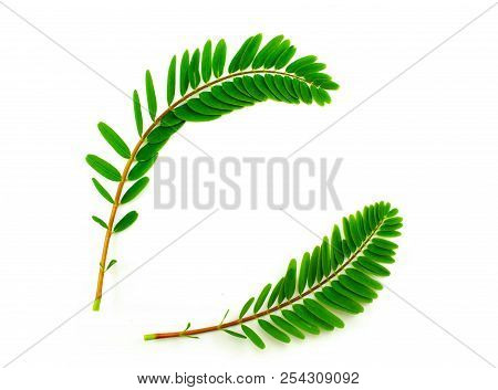 Agasta, Sesban, Vegetable Humming Bird, Butterfly Tree On A White Background