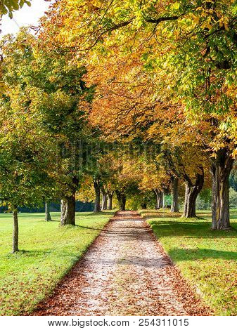 Trees With Colored Autumn Leaves On The Countyside. Alley