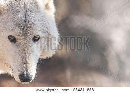 White Arctic Wolf (canis Lupus Arctosportrait) Closeup Has Beautiful Fierce Golden Eyes