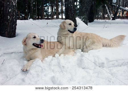 Two Best Dogs Golden Retrievers Playing On Each Other In The Snow On Winter