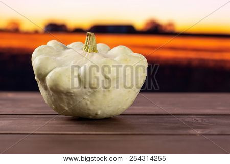 One Whole Summer White Pattypan Squash With Autumn Field In Background