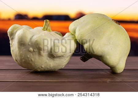 Group Of Two Whole Fresh Summer White Pattypan Squash With Autumn Field In Background