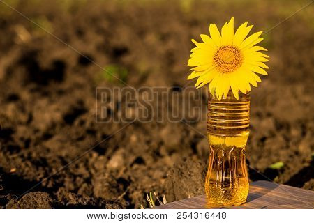 Sunflower Oil In Bottle On Wooden Table With Ground Background. Photo With Copy Space Area For Text