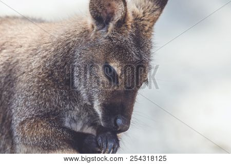 Wallaby (macropodidae) Hanging Around The Park In Vintage Setting