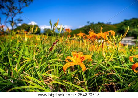 Orange Daylily Flower(tawny Daylily) Bloom Over The Whole Mountain With The Background Of Bright Blu