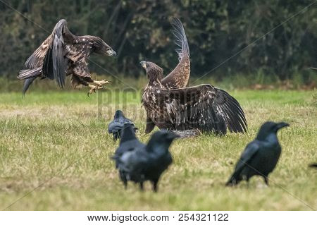 The White-tailed Eagles Are Fighting In Autumn Color Environment Of Wildlife. Also Known As The Ern,