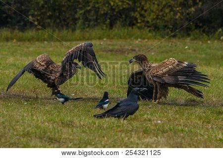 The White-tailed Eagles Are Fighting In Autumn Color Environment Of Wildlife. Also Known As The Ern,
