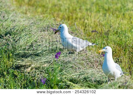 Steppe Caspian Gull, Larus Cachinnans On Field.