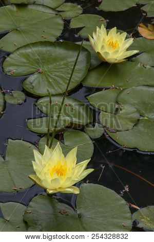 Water Lilies Floating On A Man-made Pond