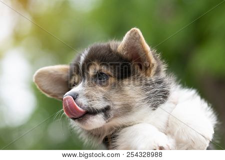 Corgi Puppy Dog In Summer Sunny Day, Close Up