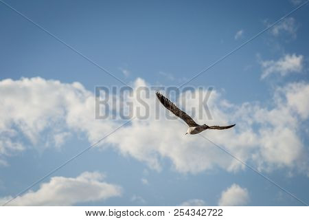 Birds Over The City