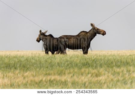 Prairie Moose Saskatchewan