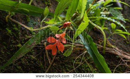 Orange  Habenaria Rhodocheila Hance Wild Orchid At Waterfall In Thailand