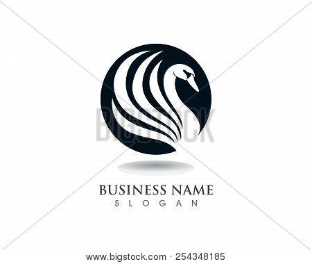 Swan Logo Template Vector