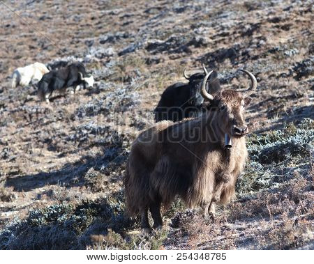 Dzo Yak In The Nepal Himalaya. A Dzo Is A Hybrid Between The Yak And Domestic Cattle