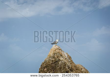 Birds Over The City