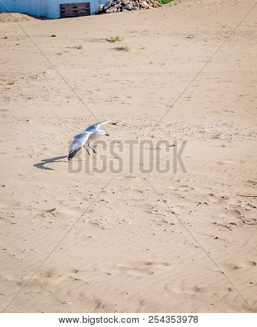 Birds Over The Beach