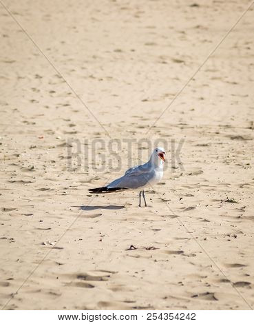 Birds Over The Beach