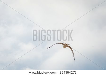 Bird Flying
